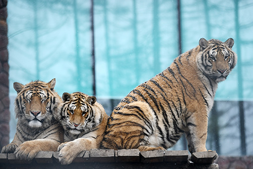 Tigres de Sibérie dans le nord-est de la Chine