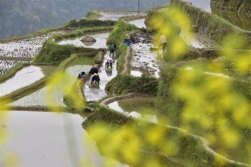 Chine : champs en terrasses au Guizhou