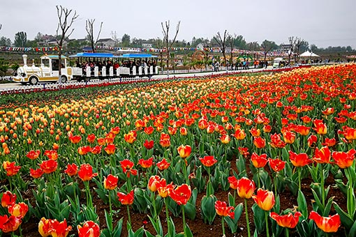 Tulipes dans le nord-ouest de la Chine