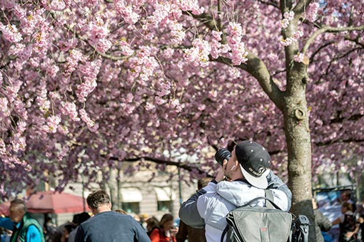 Suède: fleurs de cerisier à Stockholm