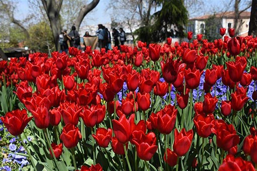 Turquie: tulipes épanouies à Istanbul