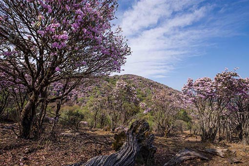 Chine : Rhododendrons sauvages en fleurs dans le sud-ouest