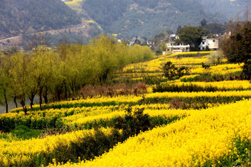 Chine : fleurs de colza