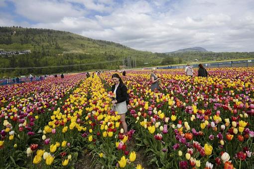 Festival des tulipes d'Abbotsford au Canada
