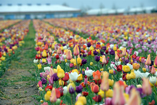 Paysage de tulipes en Turquie