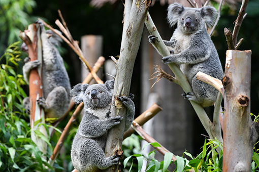 Photos - d'adorables koalas à Guangzhou