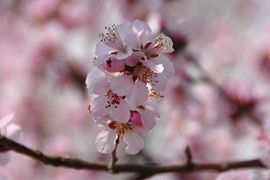 Beijing : le printemps arrive au parc Yuyuantan