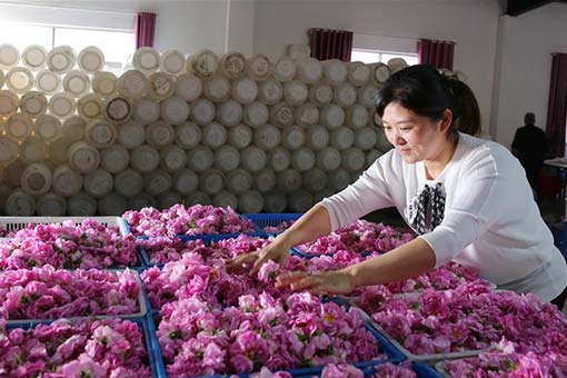 Développement de l'industrie de la rose au Jiangsu