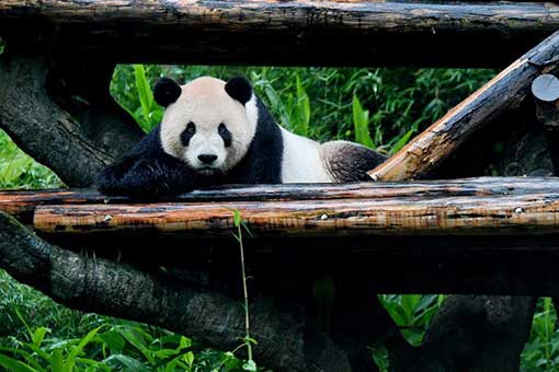 Les pandas géants Tuantuan et Yuanyuan au Zoo de Taipei