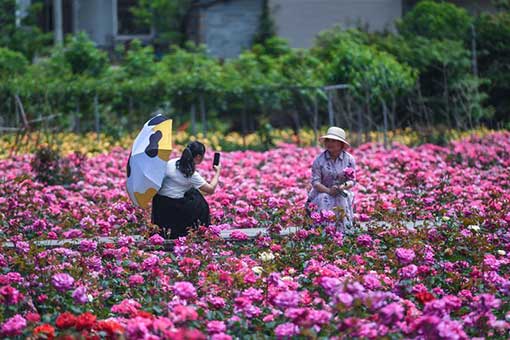 Un jardin de roses dans l'est de la Chine