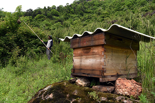 Chine : l'apiculture dans le nord de la Chine