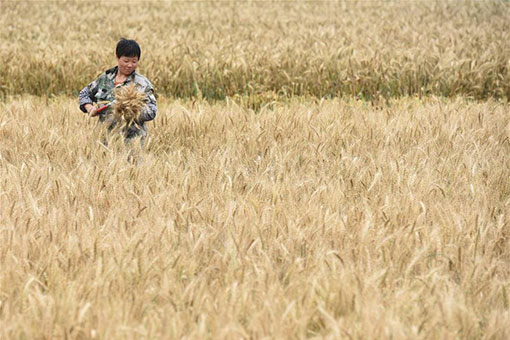 Chine: récolte du blé dans le sud-ouest