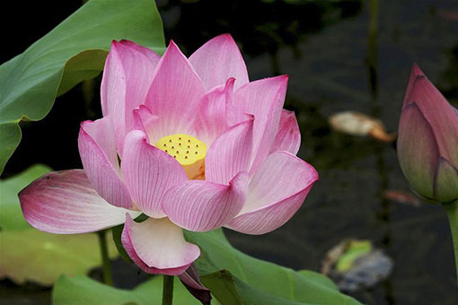 Fleurs de lotus dans le sud de la Chine