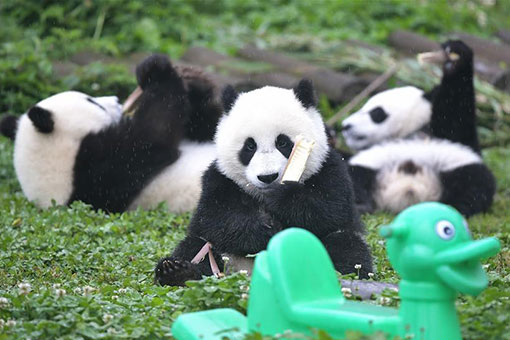 Chine: une "maternelle de pandas géants" au Sichuan