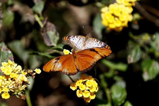 Le pavillon des papillons au Musée d'histoire naturelle du comté de Los Angeles