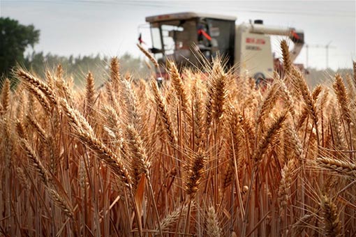 Récolte du blé dans le centre de la Chine