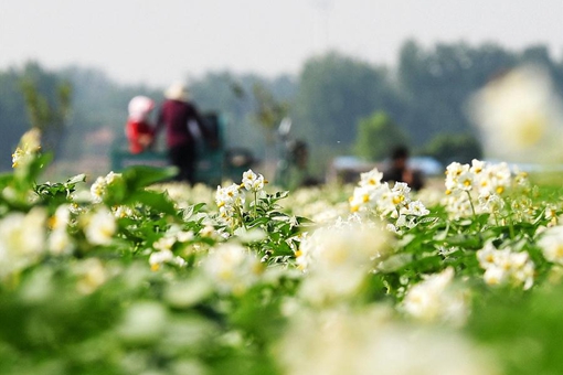 Photos: fleurs de pommes de terre dans l'est de la Chine