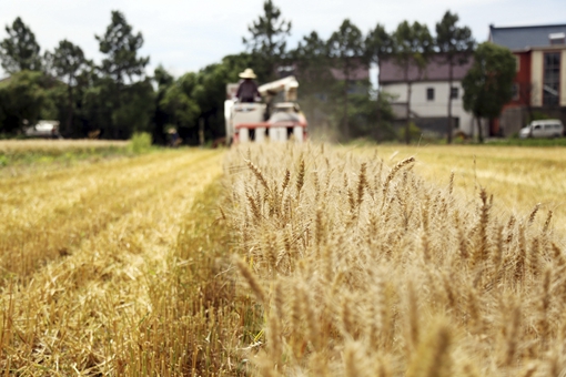 Chine: récolte du blé dans l'est