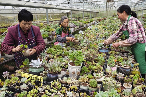 Chine: plantes succulentes dans un village au Zhejiang