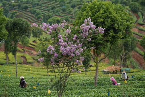 Récolte du thé au Yunnan