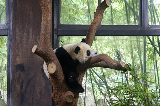 Chine: un adorable bébé panda géant à Shanghai