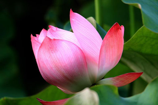 Fleurs de lotus dans l'est de la Chine