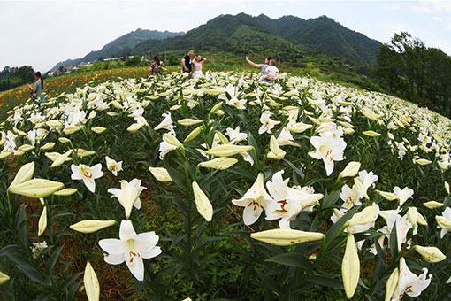 Fleurs de lis dans le sud-ouest de la Chine
