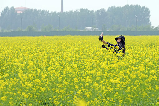 Fleurs de colza dans le nord-est de la Chine