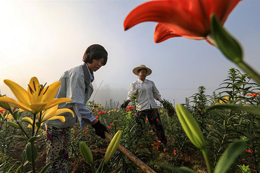 Travaux agricoles à travers la Chine en été
