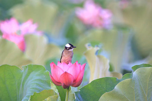 Chine: fleurs de lotus dans le centre