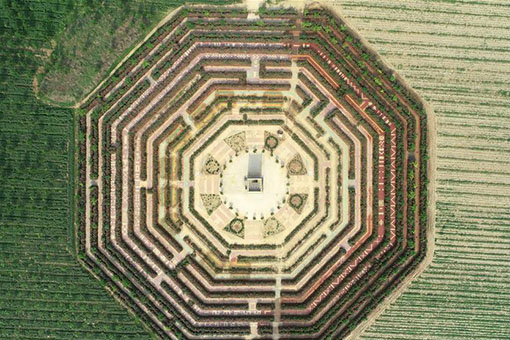 Un labyrinthe formé de plus de 600.000 roses chinoises