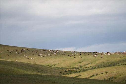 Vues estivales en Mongolie