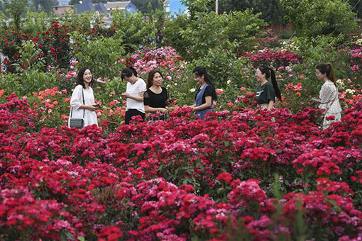 Un jardin de roses dans le nord-ouest de la Chine
