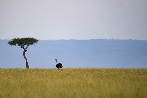 La Réserve nationale du Masai Mara au Kenya