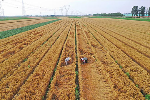 Travaux agricoles à travers la Chine