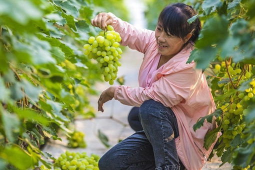 Cueillette des raisins dans le nord de la Chine