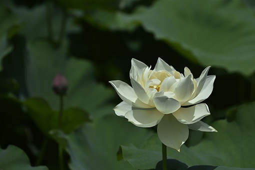 Chine : lotus en pleine épanouissement