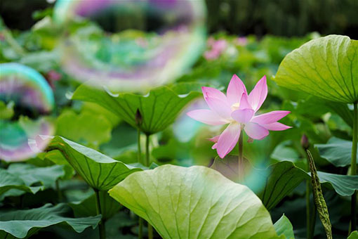 Chine: fleurs de lotus dans le sud-ouest