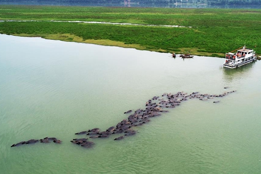 Chine : des buffles traversent une rivière au Sichuan