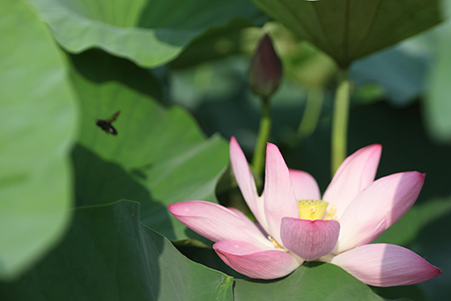 Chine: lotus en été