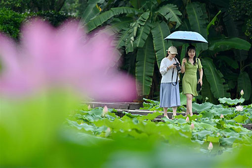 Fleurs de lotus dans le sud-est de la Chine