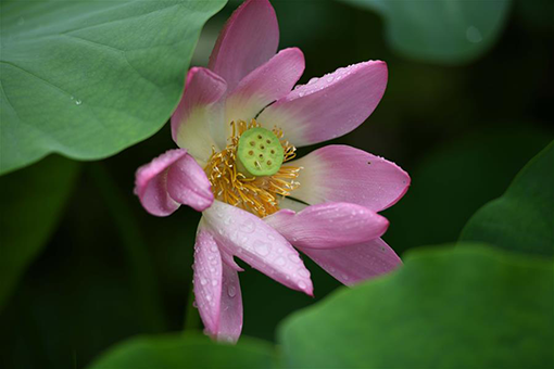 Chine : lotus en fleurs au Hebei