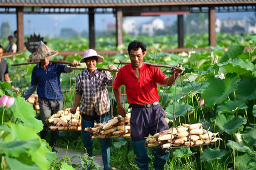 Chine: récolte des racines de lotus dans le sud
