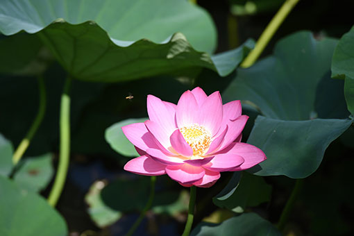 Fleurs de lotus dans un parc dans le nord de la Chine