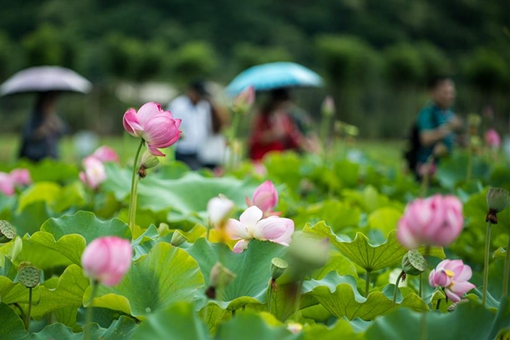 Paysage d'un parc de la zone humide au Yunnan