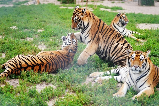 Photos: tigres de Sibérie dans le nord-est de la Chine