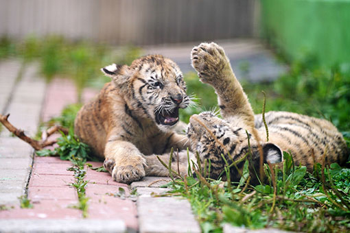 Chine : des bébés tigres dans un centre d'élevage du Heilongjiang