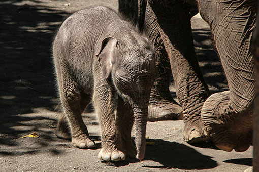 Photos - Un bébé éléphant de Sumatra en Indonésie