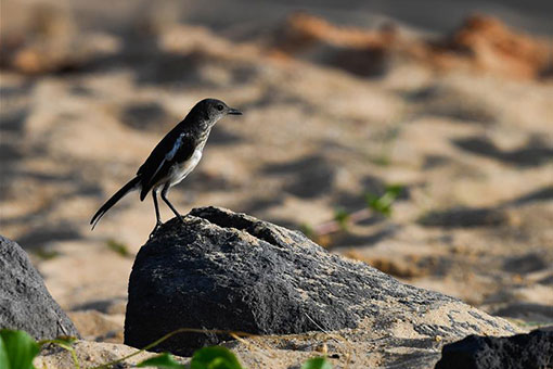 Chine: oiseaux dans le Parc de la zone humide de la rivière Wuyuan à Haikou