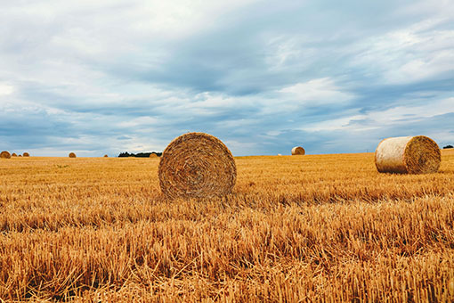 Luxembourg: paysages de champs de blé